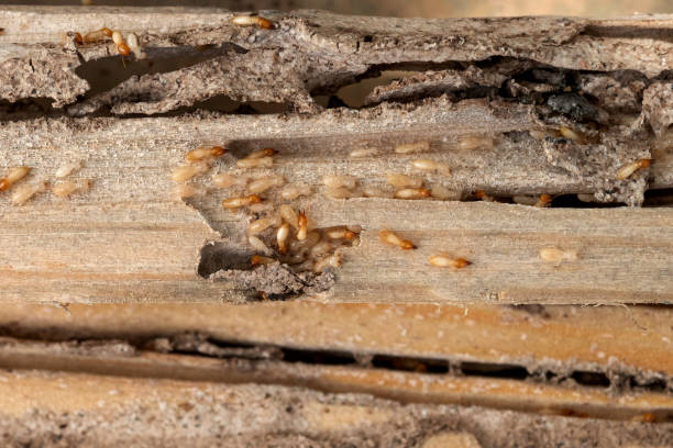 Best Residential Pest Control  in Reidsville, NC